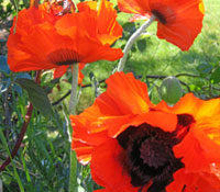 Products Image: Red Poppies