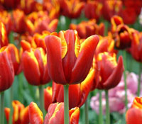 Solutions Image: Red Tulips